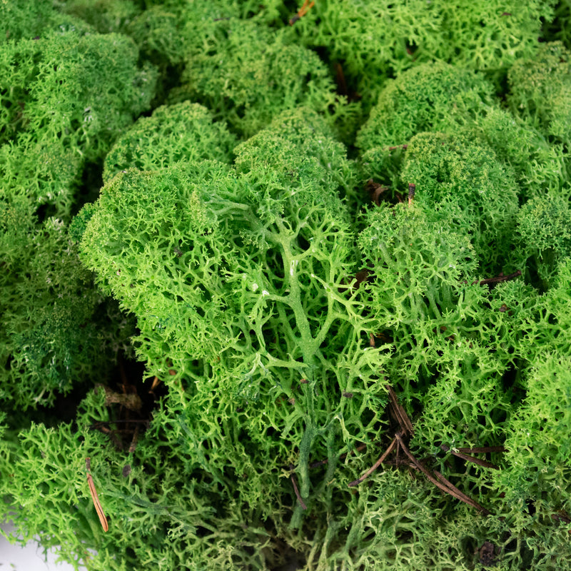 This image shows preserved reindeer moss on a white background.