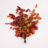 Copper Beech, (Fagus), Preserved, Autumn Mix, 150g