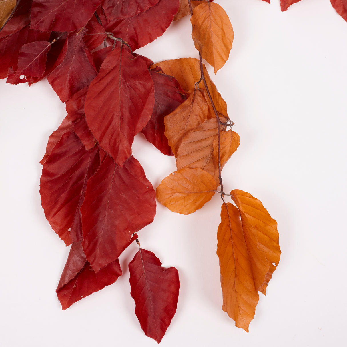 Copper Beech, (Fagus), Preserved, Autumn Mix, 150g