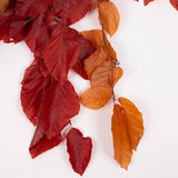 Copper Beech, (Fagus), Preserved, Autumn Mix, 150g