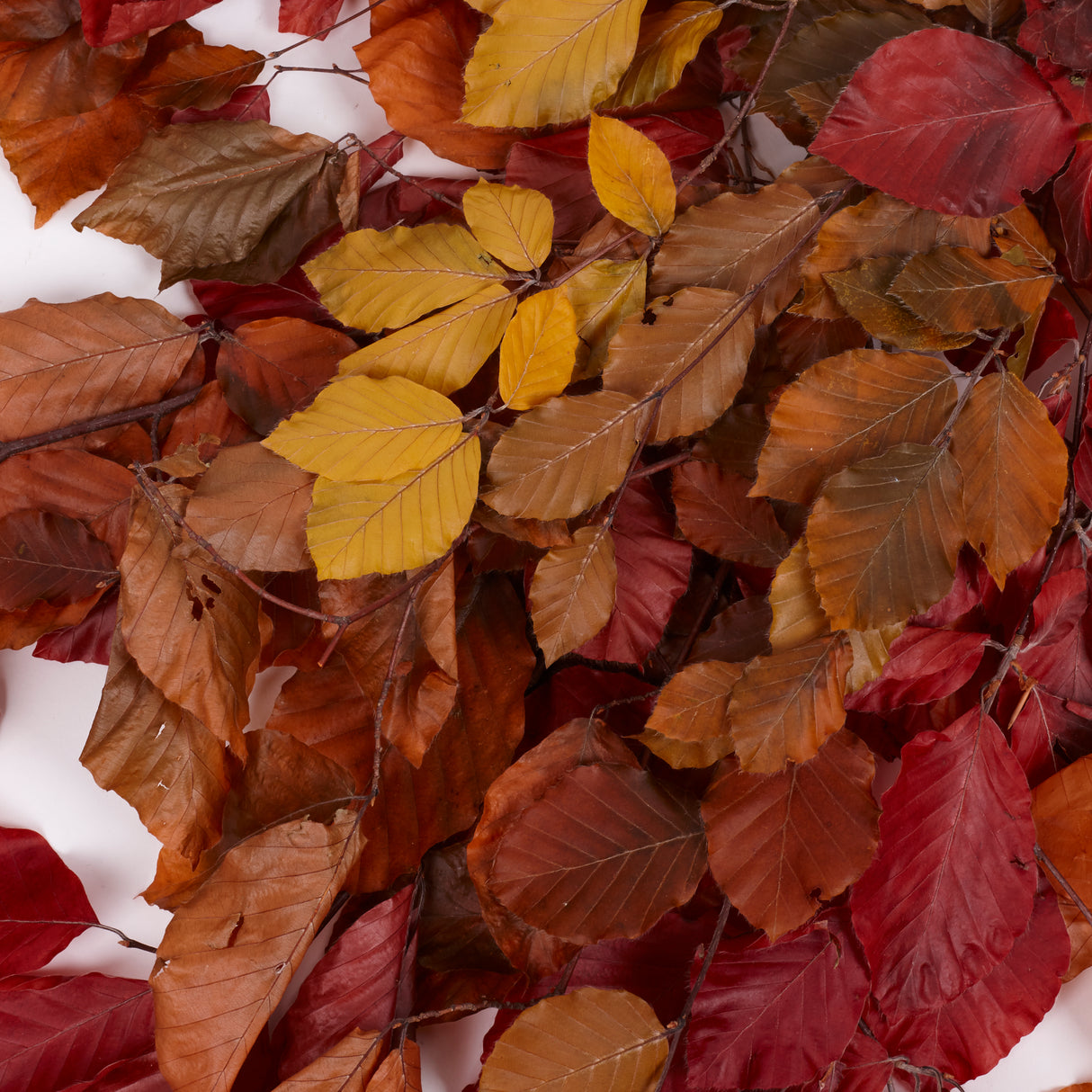 Copper Beech, (Fagus), Preserved, Autumn Mix, 150g