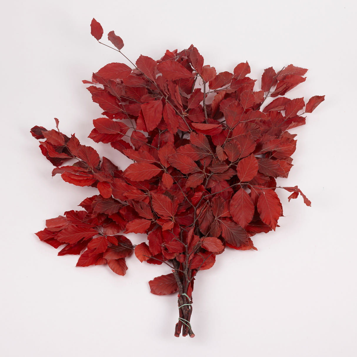 Copper Beech, (Fagus), Preserved, Red, 150g