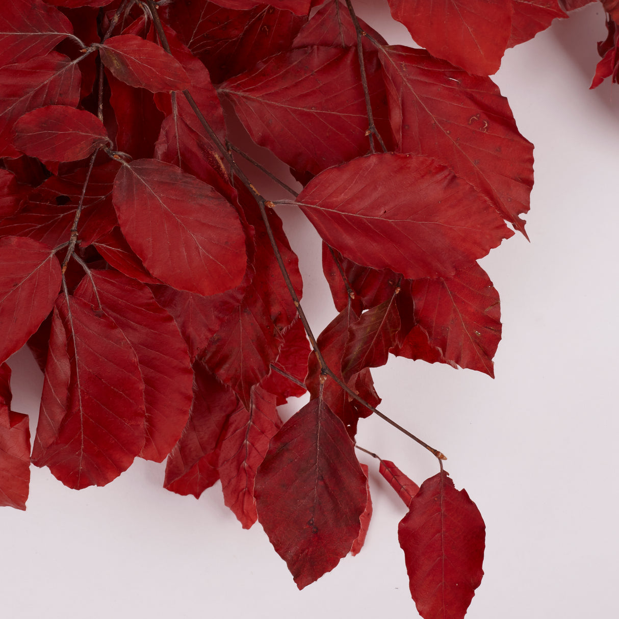 Copper Beech, (Fagus), Preserved, Red, 150g