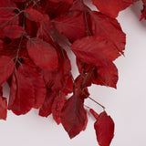 Copper Beech, (Fagus), Preserved, Red, 150g