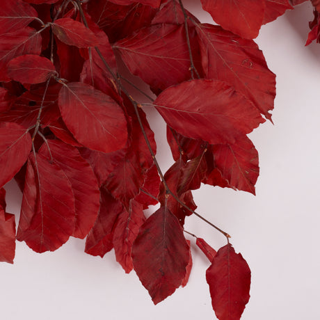 Copper Beech, (Fagus), Preserved, Red, 150g