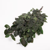 Copper Beech, (Fagus), Preserved, Green, 150g