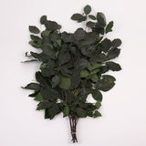Copper Beech, (Fagus), Preserved, Green, 150g