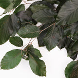 Copper Beech, (Fagus), Preserved, Green, 150g