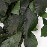 Copper Beech, (Fagus), Preserved, Green, 150g