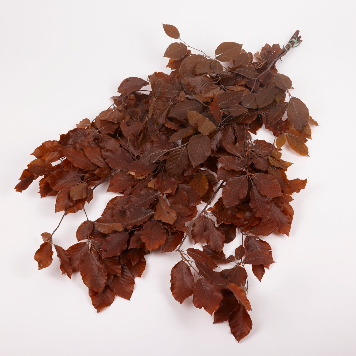 Copper Beech, (Fagus), Preserved,  Brown, 150g