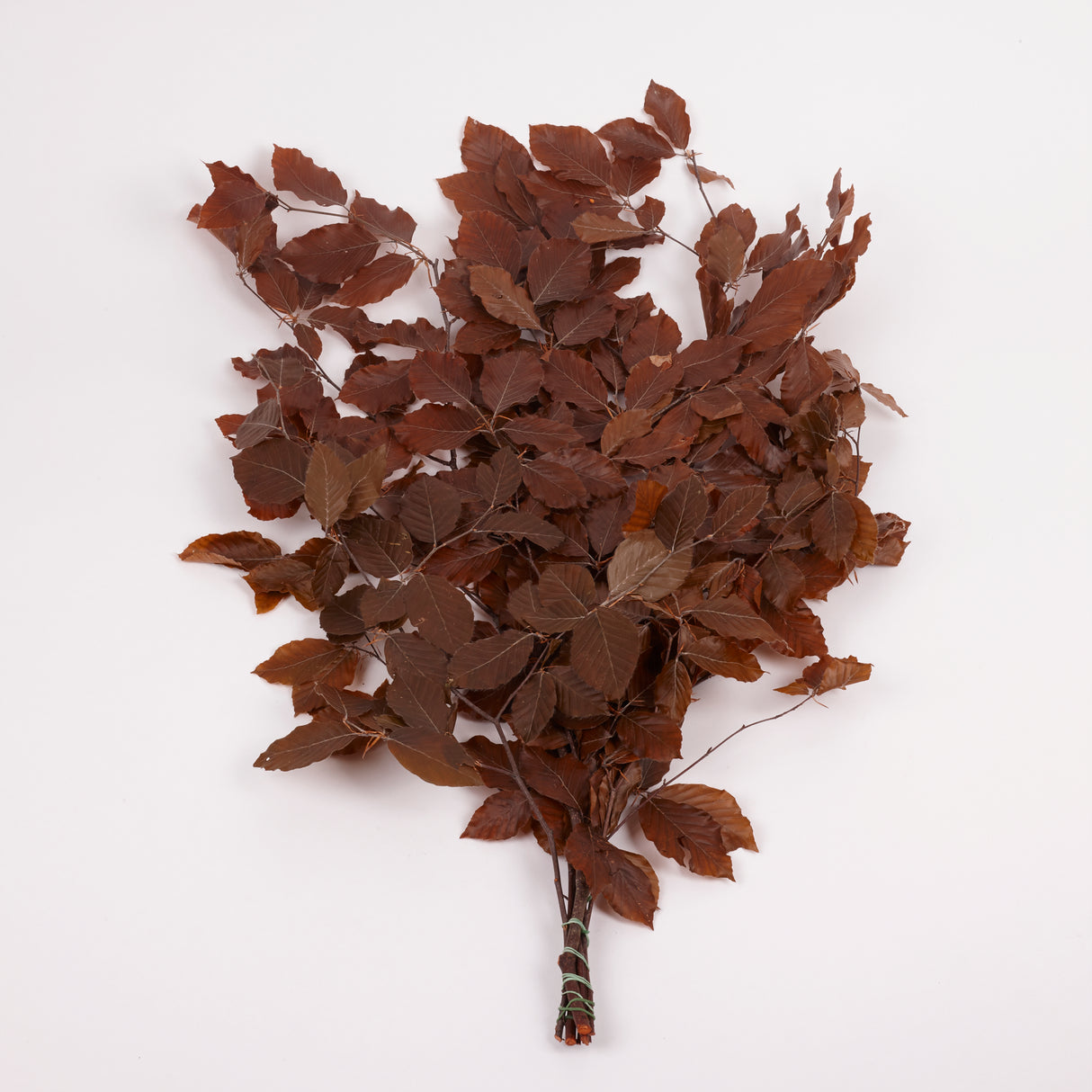 Copper Beech, (Fagus), Preserved,  Brown, 150g