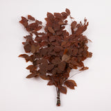 Copper Beech, (Fagus), Preserved,  Brown, 150g