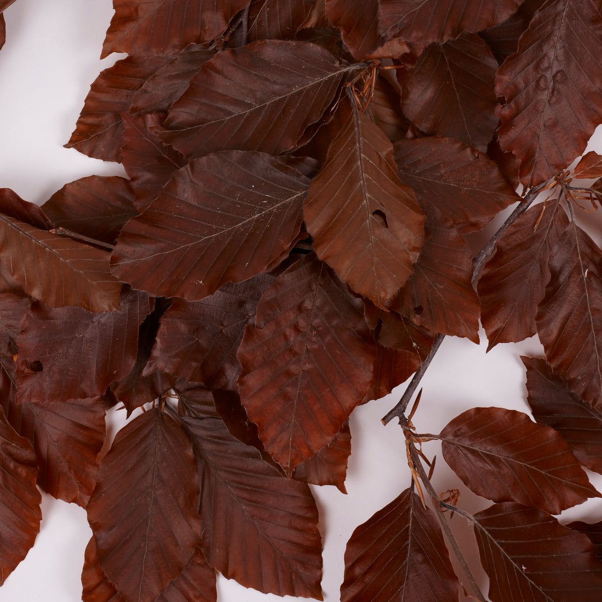 Copper Beech, (Fagus), Preserved,  Brown, 150g