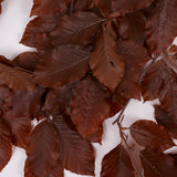 Copper Beech, (Fagus), Preserved,  Brown, 150g