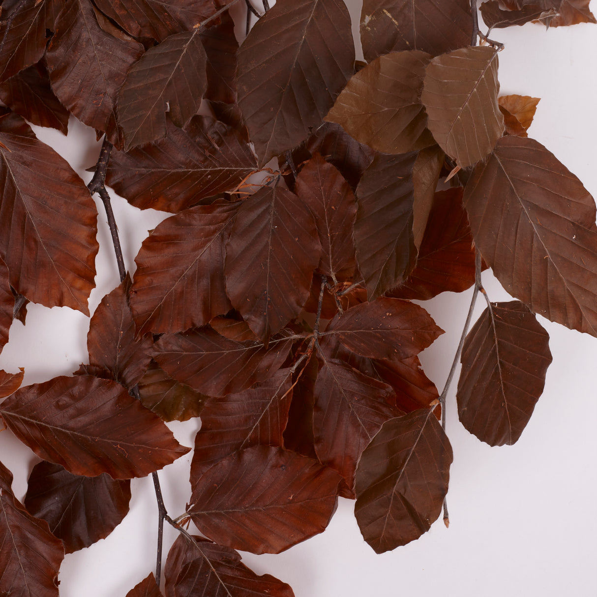Copper Beech, (Fagus), Preserved,  Brown, 150g
