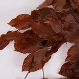Copper Beech, (Fagus), Preserved,  Brown, 150g