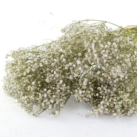 Gypsophila, Dried, Natural White, 25 Stem Bunch
