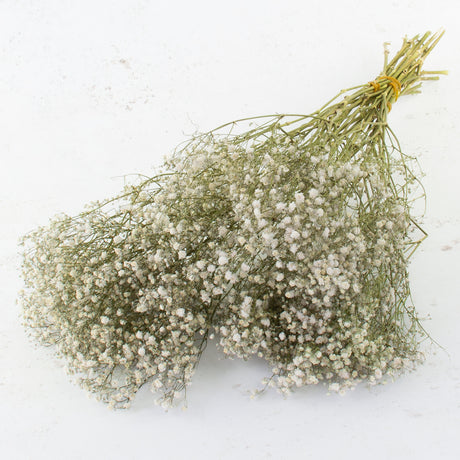 Gypsophila, Dried, Natural White, 25 Stem Bunch