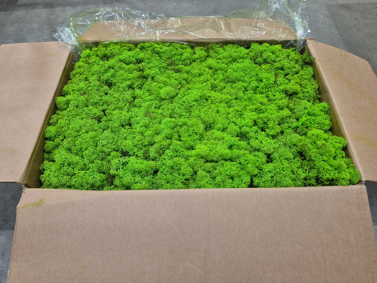 Reindeer (Icelandic) Moss, Preserved, Light Green, 5kg