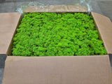 Reindeer (Icelandic) Moss, Preserved, Light Green, 5kg