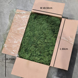 Reindeer Moss, Medium Green, 5kg Box
