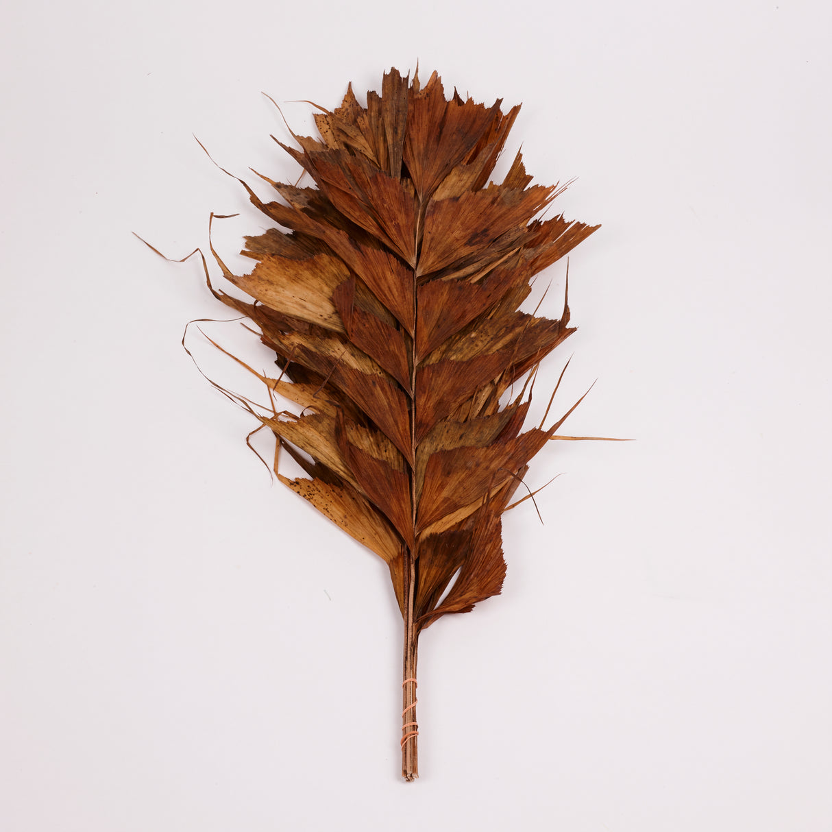 Butterfly Palm, (caryota), Dried, Bunch x 10 Stems