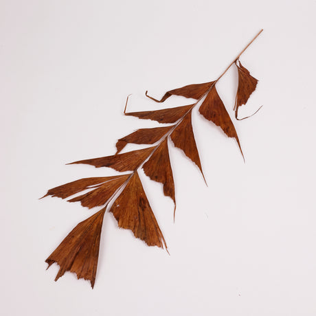 Butterfly Palm, (caryota), Dried, Bunch x 10 Stems