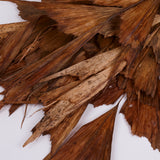 Butterfly Palm, (caryota), Dried, Bunch x 10 Stems