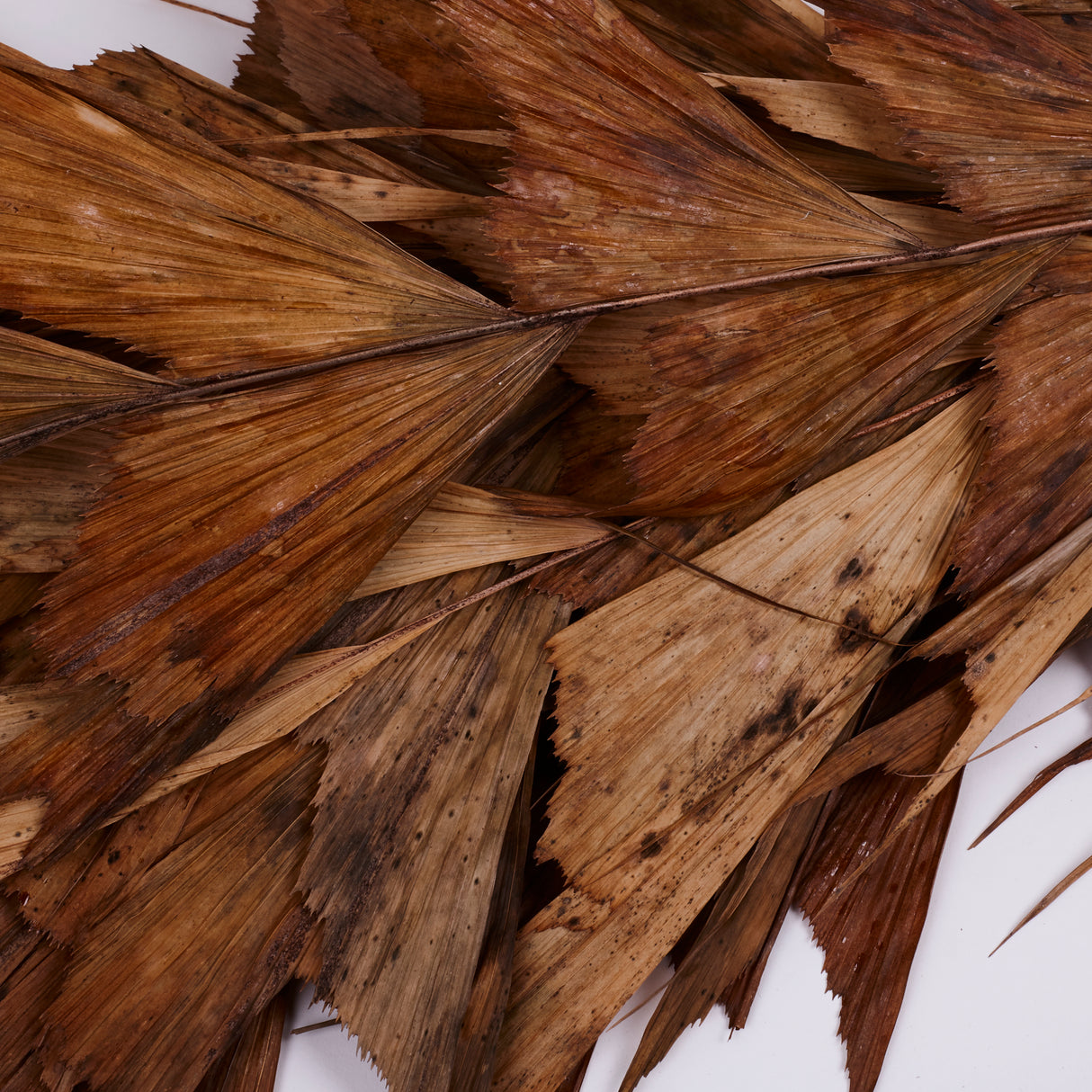 Butterfly Palm, (caryota), Dried, Bunch x 10 Stems