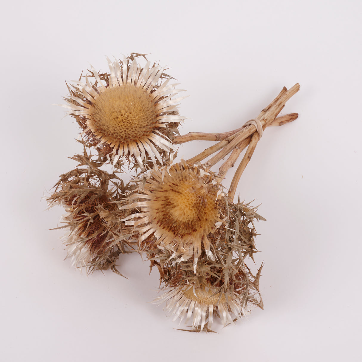 Italian Silver Thistle, Large, Natural White, 5 Stem Bunch
