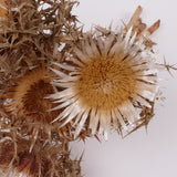 Italian Silver Thistle, Large, Natural White, 5 Stem Bunch