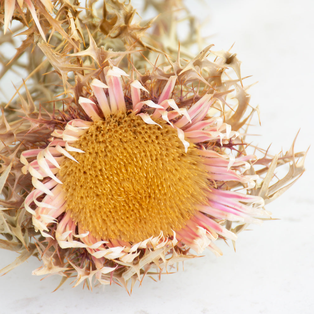 Italian Silver Thistle, Natural Rose, 5 Stem Bunch