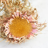 Italian Silver Thistle, Natural Rose, 5 Stem Bunch