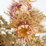 Italian Silver Thistle, Natural Rose, 5 Stem Bunch