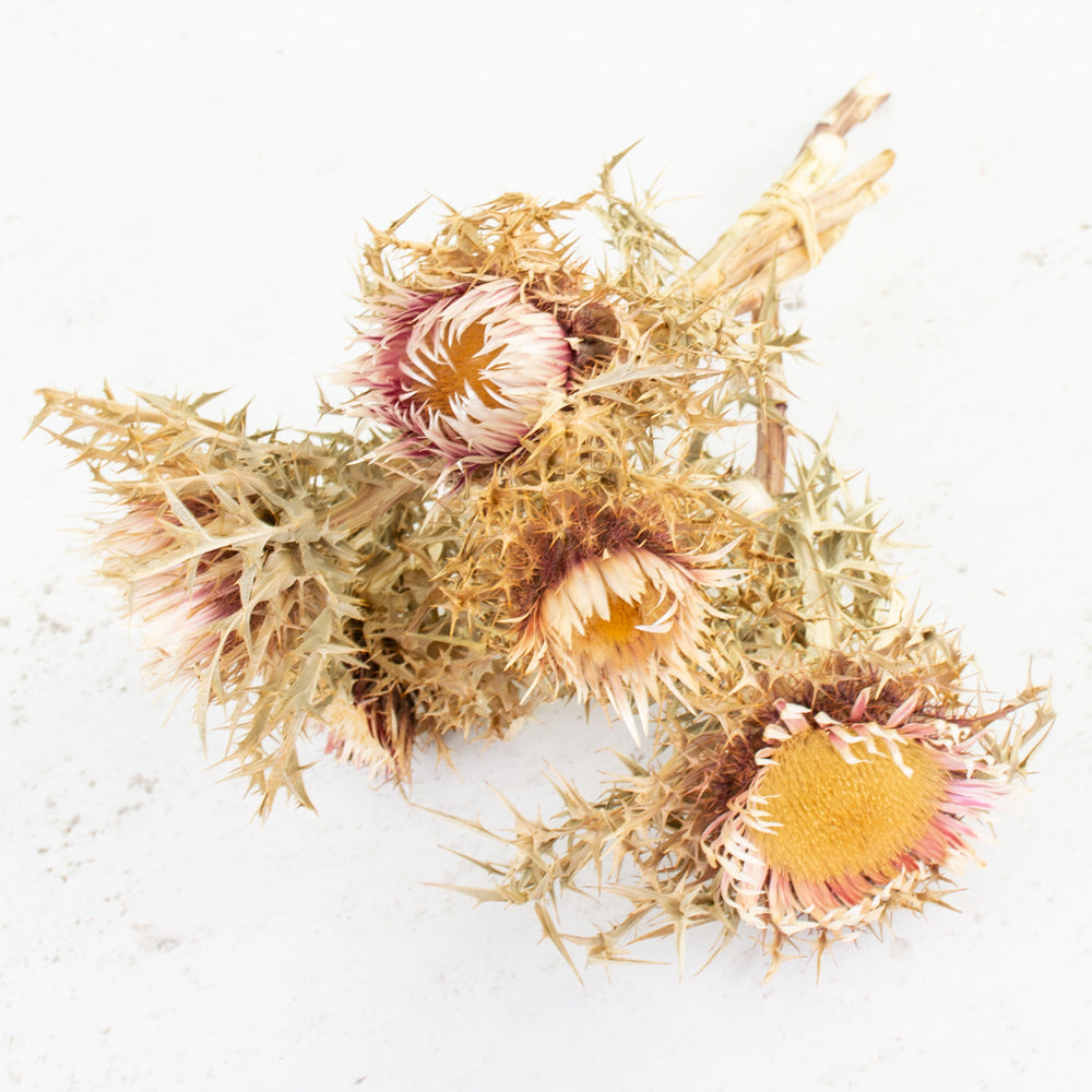 Italian Silver Thistle, Natural Rose, 5 Stem Bunch