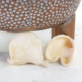 Dried Badam Shell, Bleached White, Bag of 25