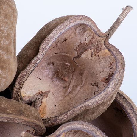 This image shows a group of 10 Buddha nuts against a white background