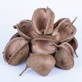 This image shows a group of 10 Buddha nuts against a white background