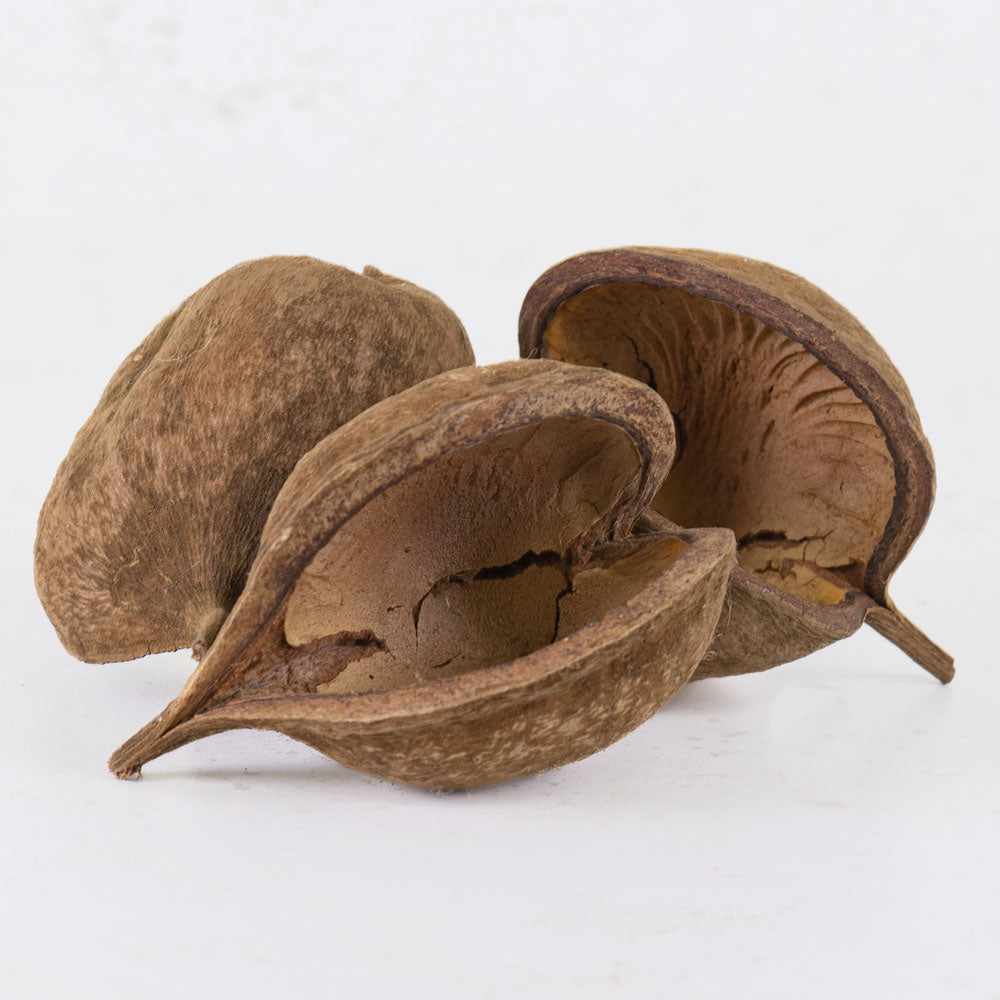 Buddha Nut, Natural, 8-12cm, Bag of 15