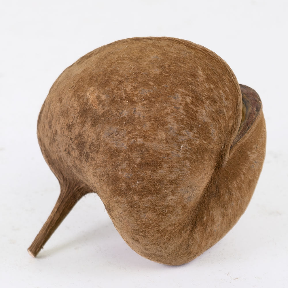 Buddha Nut, Natural, 8-12cm, Bag of 15