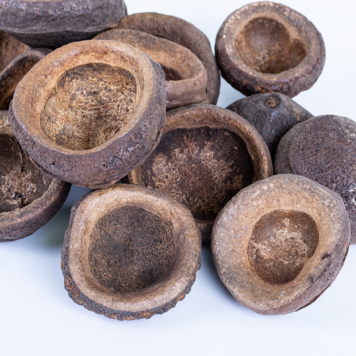 This image shows a group of Dried Natural Chapeuzinho against a white background