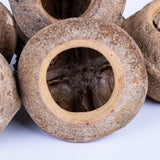 This image shows a group of sapucaia pods against a white background