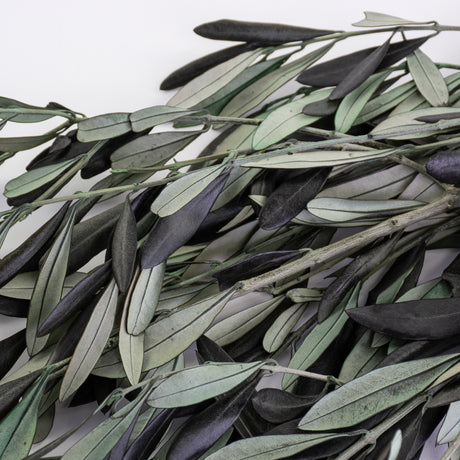 This image shows a bunch of preserved green olive branches against a white background