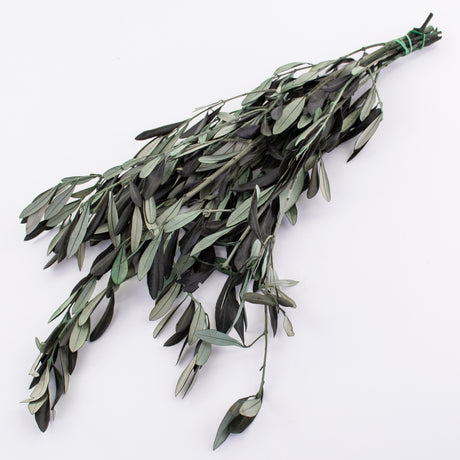 This image shows a bunch of preserved green olive branches against a white background