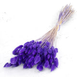 Lagurus, Pastel Purple, 65cm Bunch