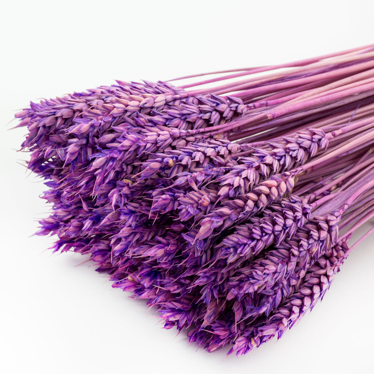 This image shows a bunch of milka, or lilac, triticum, or wheat, against a white background