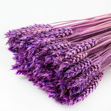 This image shows a bunch of milka, or lilac, triticum, or wheat, against a white background