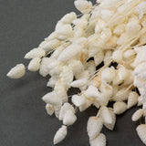 This image shows a bunch of bleached white Briza Maxima against a grey background