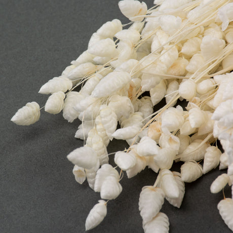 This image shows a bunch of bleached white Briza Maxima against a grey background