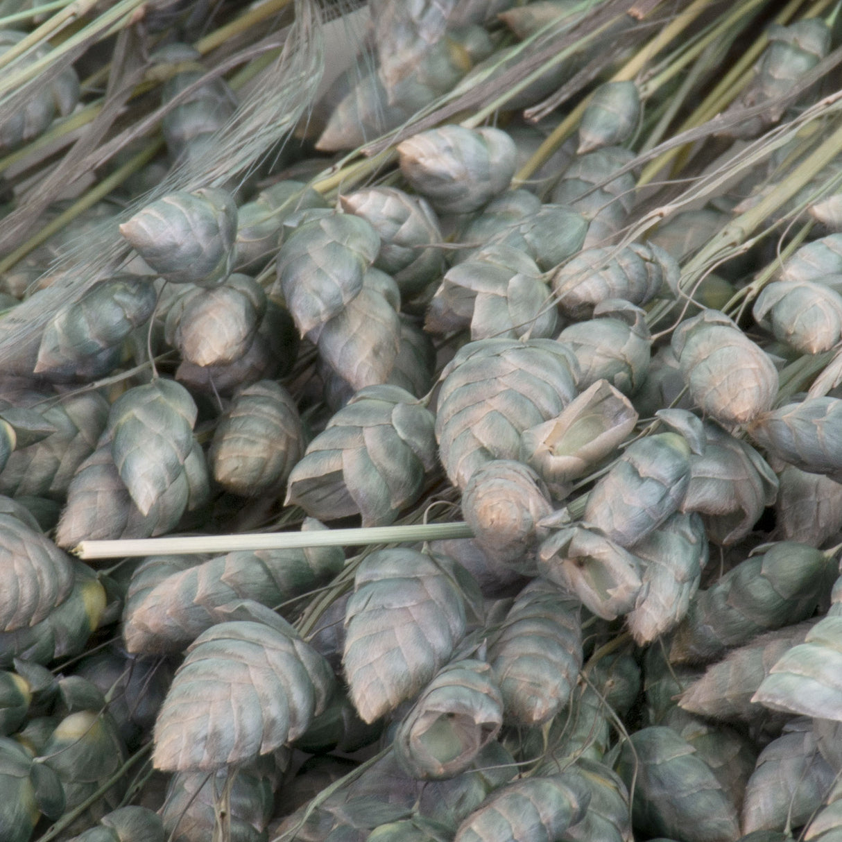 This image shows a bunch of grey briza maxima against a white background